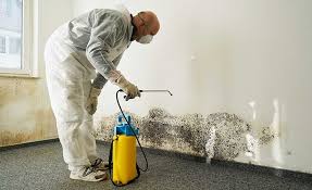 Why You Should Choose Our Mold Remediation Services in Stockton, MO