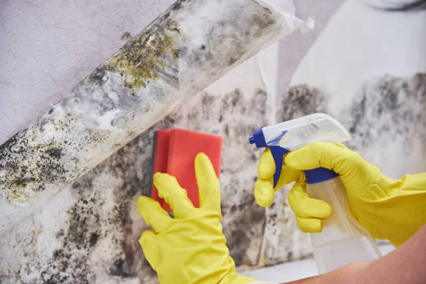 Professional Mold Removal in Stockton, MO